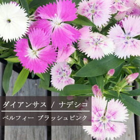 楽天市場 宿根草 四季咲き 種類 植物 ナデシコ の通販