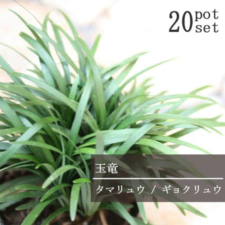 楽天市場 個セット リュウノヒゲ タマリュウ 玉竜 2 5号ポット苗 計ポット ギョクリュウ グランドカバー 日陰 常緑 宿根草 花みどりマーケット 楽天市場店