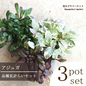 楽天市場 アジュガ 開花時期冬 の通販 楽天市場 アジュガ 開花時期冬 の通販