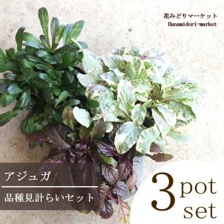 楽天市場 3個セット アジュガ 品種おまかせ3種 2 5 3号ポット苗 計3ポット 花みどりマーケット 楽天市場店
