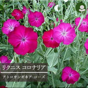 yPi / 3ZbgzNjX RiA AgTMlA [Y 3`3.5|bgcJ[[t h ԕc N CObVK[f