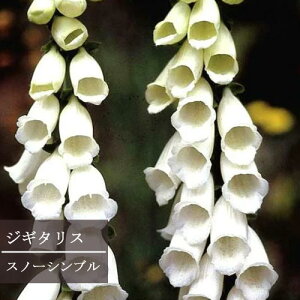 yPi / 3Zbg zWM^X Xm[Vo 3`3.5|bgci Xm[Vu jtHbNXO[u h CObVK[f ϊ Ϗ zCg 