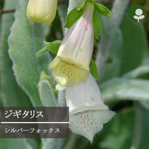 yPi / 3ZbgzWM^X Vo[tHbNX 3`3.5|bgctHbNXO[u ԕc N h J[[t Vo[[t t ϊ Ϗ  zCg