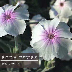 NjX RiA IL[^ 3`3.5|bgcCObVK[f ԕc ϊ h N sN J[[t