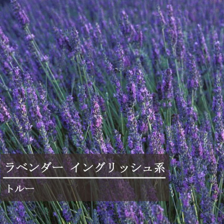 楽天市場 ラベンダー イングリッシュ系 トルー 3号ポット苗イングリッシュラベンダー 宿根草 香り 花苗 ハーブ苗 多年草 花みどりマーケット 楽天市場店
