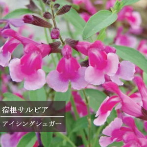 yPi / 3ZbgzhTrA ACVOVK[ 3`3.5|bgcTrA ObM[ Z[W ԕc N n[uc i`K[f