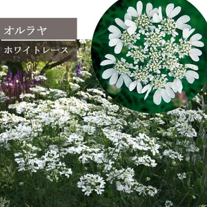 yPi / 3ZbgzI zCg[X 3`3.5|bgcIA CObVK[f ԕc N h zCg  ϊ