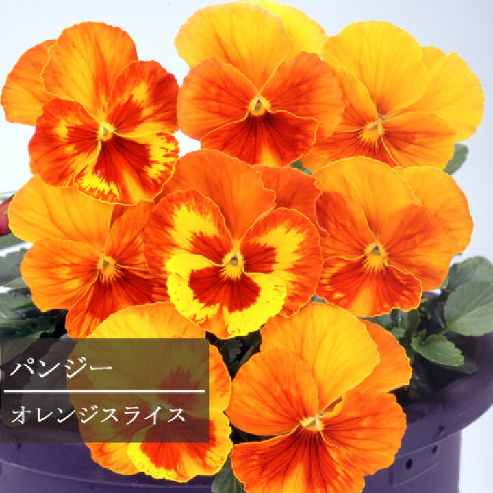 楽天市場 パンジー オレンジスライス 3号ポット苗 花苗 ビオラ 花壇 秋 冬 春 コンテナ 寄せ植え オレンジ 花みどりマーケット 楽天市場店 楽天市場 パンジー オレンジスライス 3号ポット苗 花苗 ビオラ 花壇 秋 冬 春 コンテナ 寄せ植え オレンジ 花みどりマーケット 楽天市場店