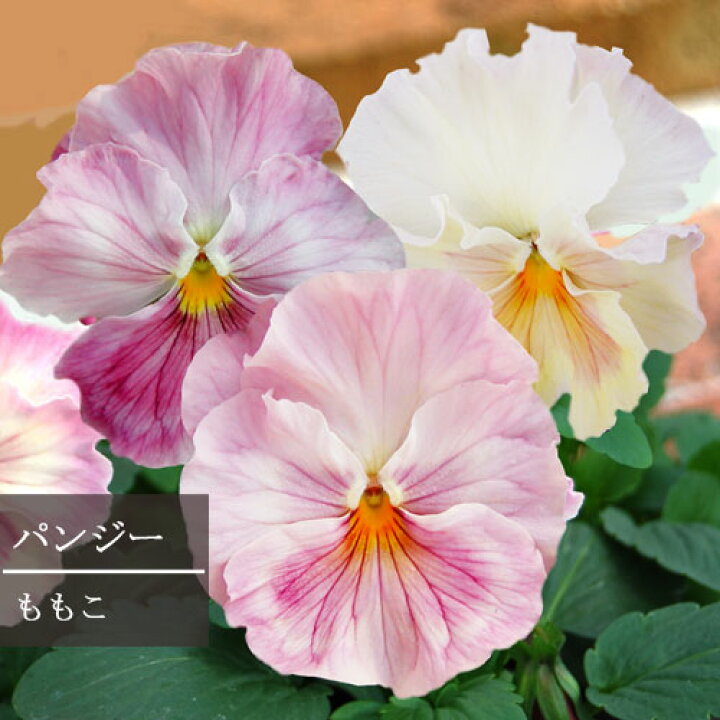 楽天市場 フリル パンジー ももこ モモコ 3号ポット苗花苗 花壇 秋 冬 春 コンテナ 寄せ植え ピンク フリル ビオラ 花みどりマーケット 楽天市場店