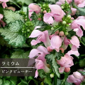 yPi / 3Zbgz~E sNs[^[ 3|bgc~[ J[[t OhJo[ h IhR ԕc N