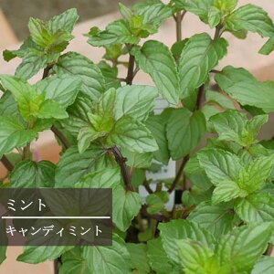 ~g LfB~g 3|bgcCObVK[f  F h n[uc ԕc N