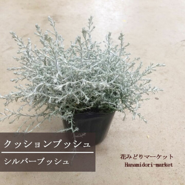楽天市場 クッションブッシュ カロケファルス シルバーブッシュ 3号ポット苗 花苗 カラーリーフ 多年草 プラチーナ 寄せ植え シルバーリーフ 銀葉 花みどりマーケット 楽天市場店