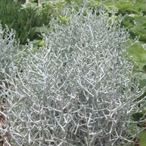 yPi / 3ZbgzJPt@X v`[i 3|bgc NbVubV J[[t N v`[i 񂹐A t Vo[[t 2