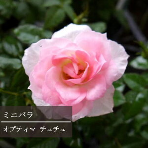 ミニバラ オプティマ チュチュ 3.5号ポット苗四季咲き 大輪 花苗 ポットローズ 鉢花 ピンク