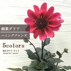 楽天市場 カンパニュラ アルペンブルー 3号ポット苗イングリッシュガーデン グランドカバー 花苗 多年草 宿根草 ブルー 青 パープル 紫 耐寒 常緑 耐暑 花みどりマーケット 楽天市場店 楽天市場 カンパニュラ アルペンブルー 3号ポット苗イングリッシュガーデン グランドカバー 花苗 多年草 宿根草 ブルー 青 パープル 紫 耐寒 常緑 耐暑 花みどりマーケット 楽天市場店