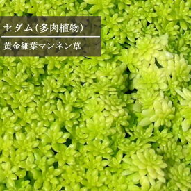 セダム 細葉黄金万年草 2.5～3号ポット苗 （ホソバオウゴンマンネングサ）グランドカバー インテリアグリーン ドライガーデン カラーリーフ 観葉植物 多肉植物
