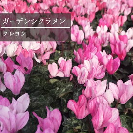 楽天市場 宿根草 苗の通販