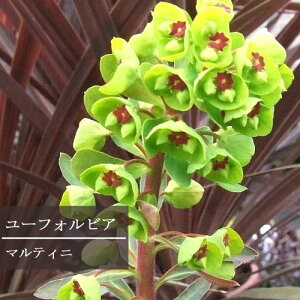 【単品 / 3個セット】ユーフォルビア マルティニー 3.5号ポット大苗 ( マーチニー / マティーニ )イングリッシュガーデン カラーリーフ ドライガーデン 花苗 多年草 宿根草