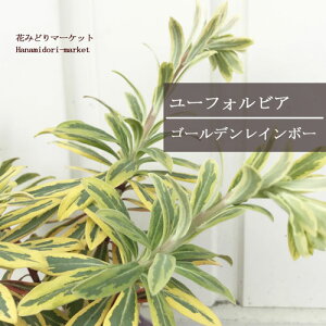 yPi / 3Zbgz[tHrA S[fC{[ 3.5|bgcCObVK[f J[[t hCK[f ԕc A N