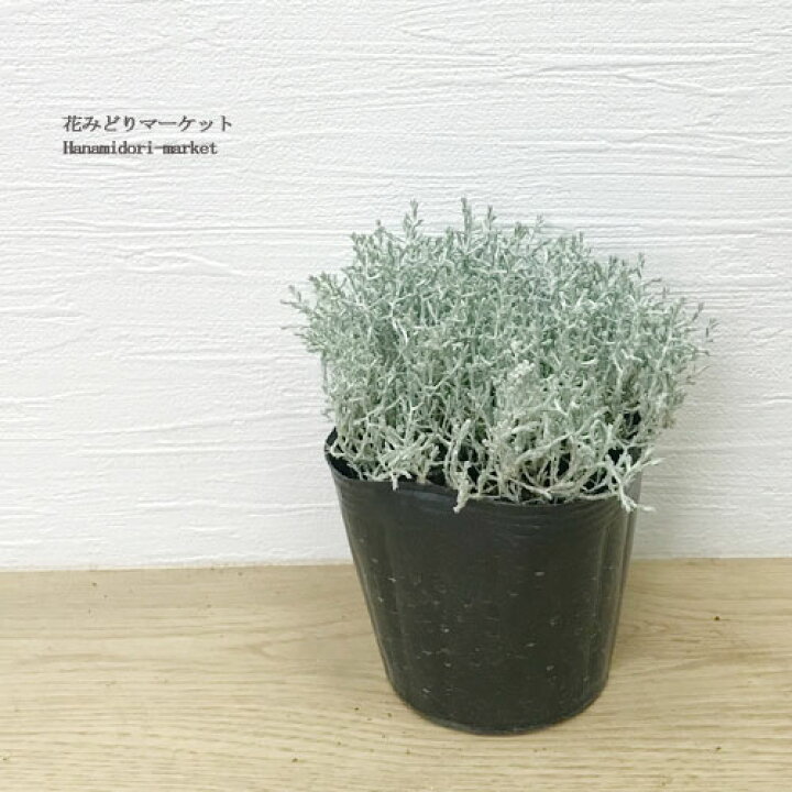 楽天市場 クッションブッシュ カロケファルス シルバーブッシュ 3号ポット苗 花苗 カラーリーフ 多年草 プラチーナ 寄せ植え シルバーリーフ 銀葉 花みどりマーケット 楽天市場店