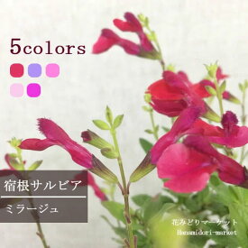 楽天市場 宿根草 四季咲き 種類 植物 ハーブ の通販