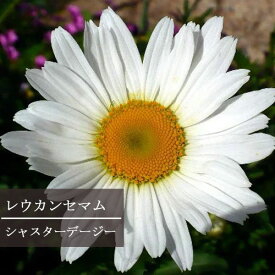 楽天市場 マム 菊 苗の通販