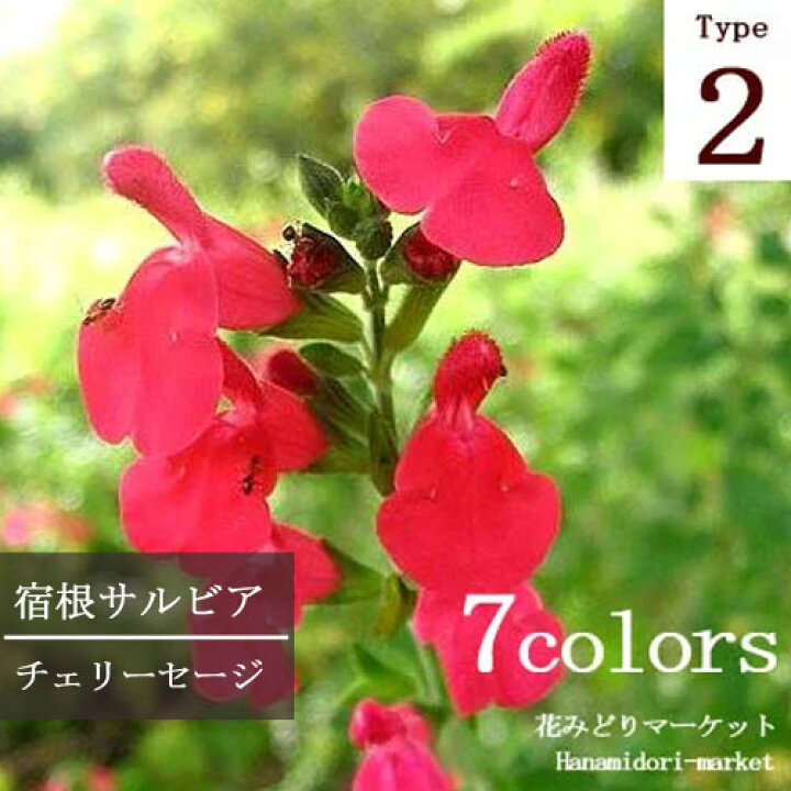 楽天市場 宿根サルビア チェリーセージ 2 全7色 3号ポット苗ハーブ苗 花苗 多年草 イングリッシュガーデン 香り 花みどりマーケット 楽天市場店