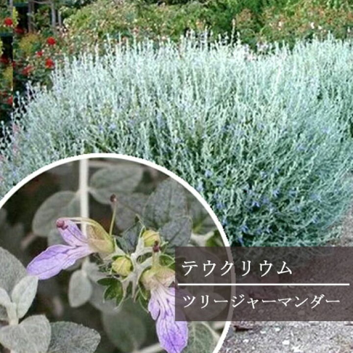 楽天市場 ツリージャーマンダー テウクリウム フルティカンス 3 3 5号ポット苗花苗 多年草 宿根草 イングリッシュガーデン カラーリーフ シルバーリーフ ブルー 耐寒 耐暑 シュラブ 灌木 寄せ植え 花みどりマーケット 楽天市場店 楽天市場 ツリージャーマンダー テウクリウム フルティカンス 3 3 5号ポット苗花苗 多年草 宿根草 イングリッシュガーデン カラーリーフ シルバーリーフ ブルー 耐寒 耐暑 シュラブ 灌木 寄せ植え 花みどりマーケット 楽天市場店