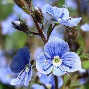 yPi / 3ZbgzxjJ  ~btB[u[g 3|bgcOhJo[ h CObVK[f J[[t ԕc N 