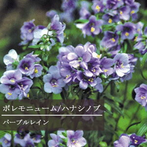 yPi / 3ZbgzniVmu|jE p[vC 3`3.5|bgcԕc h N CObVK[f ϊ J[[t Ԃ̕c