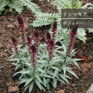 yPi / 3ZbgzV}LA {W[ 3`3.5|bgcJ[[t h CObVK[f ԕc N ԕc N