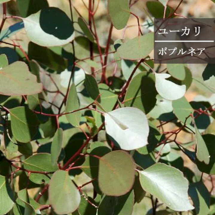 楽天市場 ユーカリ ポプルネア ポポラス 3 3 5号ポット苗寄せ植え 鉢花 庭木 カラーリーフ ドライフラワー 切り花 フラワーアレンジメント 花苗 花木苗 花みどりマーケット 楽天市場店