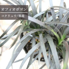 楽天市場 グランドカバー 常緑 和風の通販