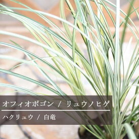 楽天市場 グラス 苗物 ガーデニング 農業 花 ガーデン Diyの通販
