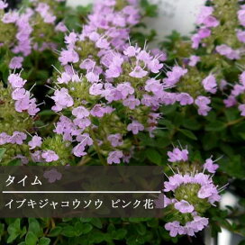 楽天市場 ハーブの植物 タイム 花みどりマーケット 楽天市場店