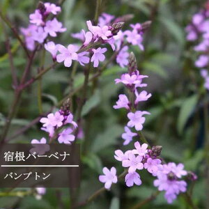 yPi / 3Zbgzho[xi ovg 3|bgcCObVK[f J[[t uY[t ԕc N h