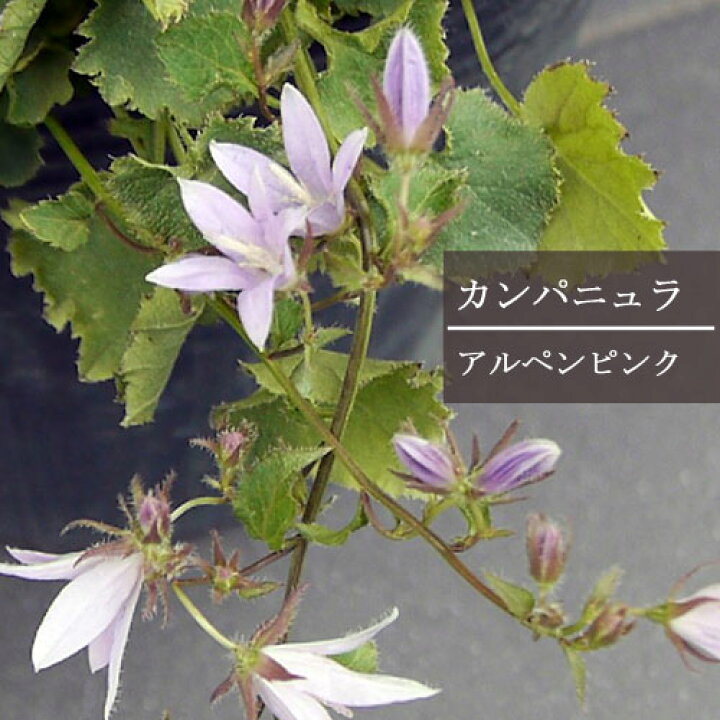 最上の品質な カンパニュラ アルペンブルー 苗 植物 最上の品質な カンパニュラ アルペンブルー 苗 植物