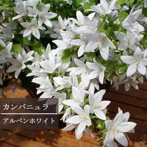 yPi / 3Zbg zJpj AyzCg 3`3.5|bgcOhJo[ CObVK[f ԕc N h