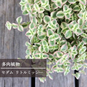 yPi / 3ZbgzZ_iNbXj g~bV[ 2.5`3|bgchCK[f OhJo[ J[[t N ϗtA A ԕc