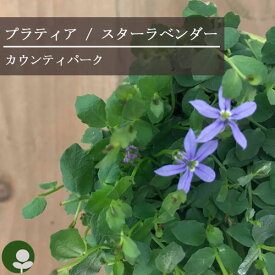 【単品 / 3個セット】 プラティア カウンティパーク 3〜3.5号ポット苗カントリーパーク スターラベンダー 花苗 多年草 常緑 グランドカバー イングリッシュガーデン 宿根草 ブルーガーデン