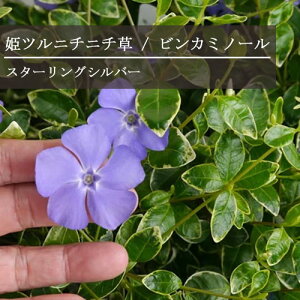 yPi / 3ZbgzPcj`j`rJ ~m[ X^[OVo[ 3`3.5|bgcOhJo[ J[[t CObVK[f 񂹐A u[K[f ԕc N 