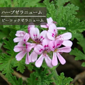 楽天市場 ドライフラワー 種類 植物 センテッドゼラニウム ガーデニング 農業 花 ガーデン Diy の通販