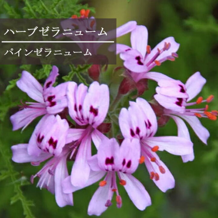 楽天市場 ハーブゼラニウム パインゼラニウム 3号ポット苗 センテッドゼラニューム鉢花 宿根草 香り 花苗 ハーブ苗 多年草 花みどりマーケット 楽天市場店