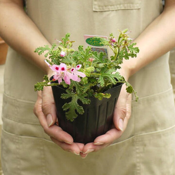 楽天市場 ハーブゼラニウム パインゼラニウム 3号ポット苗 センテッドゼラニューム鉢花 宿根草 香り 花苗 ハーブ苗 多年草 花みどりマーケット 楽天市場店