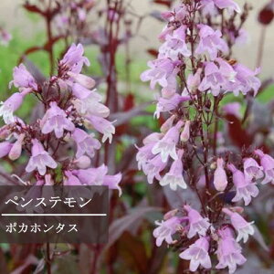 yPi / 3ZbgzyXe |Jz^X 3|bgcJ[[t CObVK[f ԕc N h