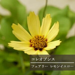 yPi / 3ZbgzRIvVX tFA[ CG[ 3|bgcCObVK[f ؂ ԕc N h
