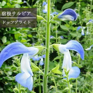 yPi / 3ZbgzhTrA peX hbcfCg 3`3.5|bgch CObVK[f ԕc N Z[W i`K[f