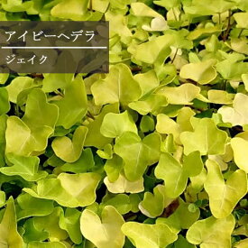 ヘデラ ジェイク 3号ポット苗イングリッシュアイビー 花苗 グランドカバー 多年草 インテリアグリーン 観葉植物