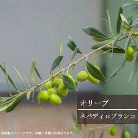 楽天市場 オリーブ ネバディロブランコの通販