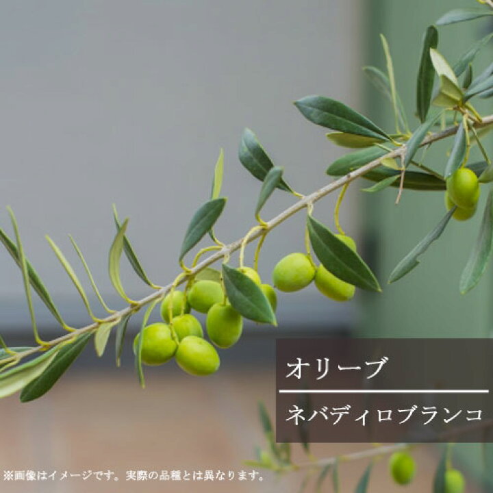 楽天市場 オリーブ ネバディロブランコ 3 5号ポット苗観葉植物 インテリアグリーン シンボルツリー カラーリーフ 果樹 花木 庭木 寄せ植え ベランダ 花みどりマーケット 楽天市場店
